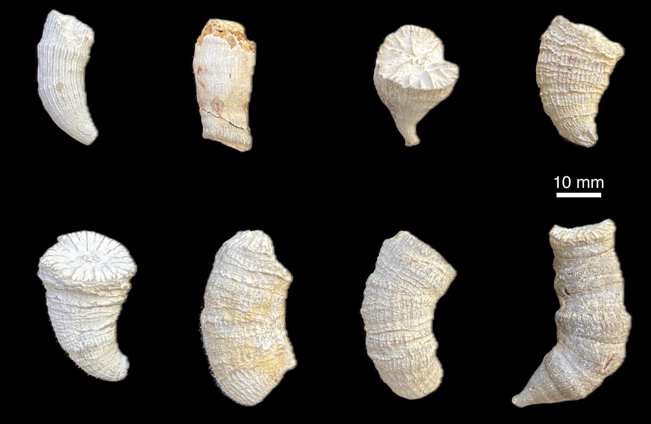 Fossile Steinkorallen der Kreidezeit