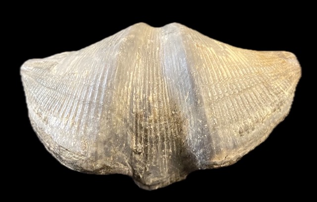 Brachiopoden
