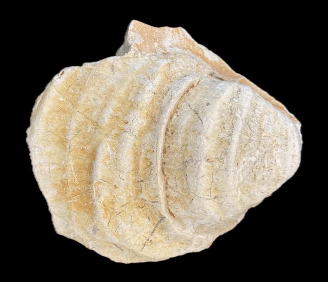 Inoceramus-Muschel