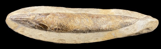 Knochenfisch