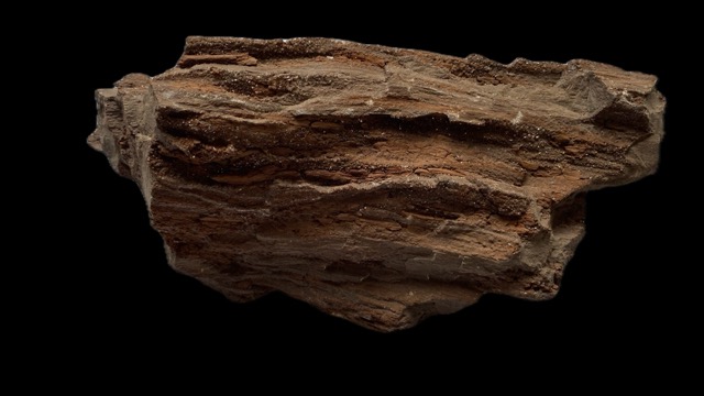 Fossiles Holz